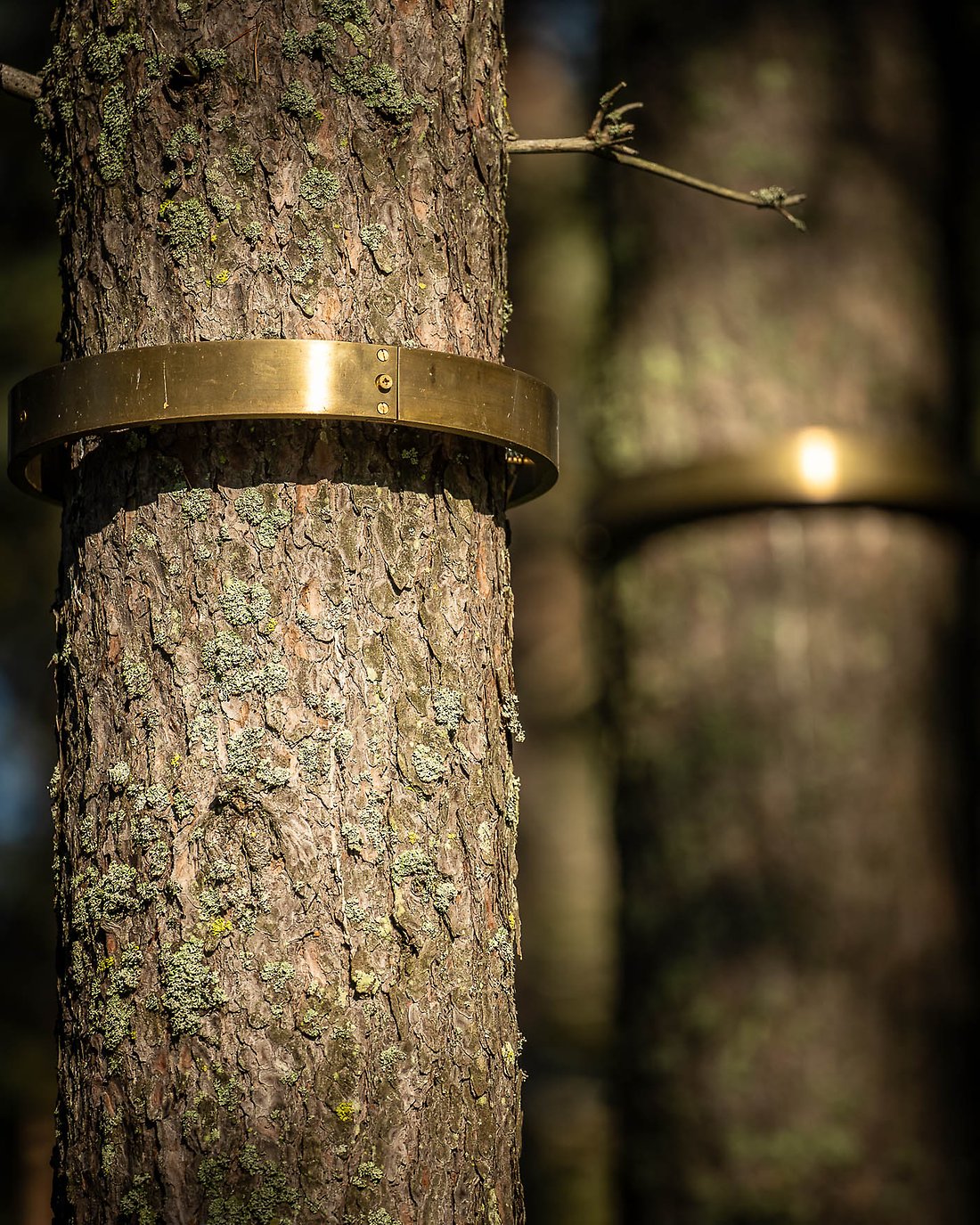 Háldijorbadas, Skyddsandens cirkel, består av mässingsringar uppsatta runt trädstammar. Här i närbild.