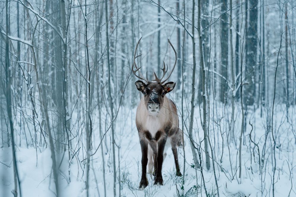 En ren fotograferad i en snöig skog