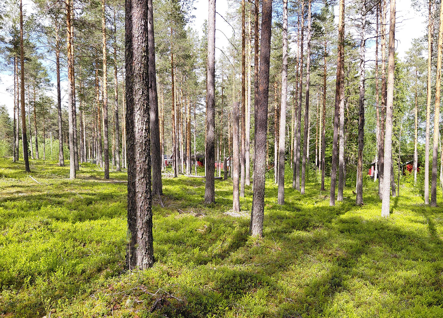 Summer view of the plots in Niemisel.