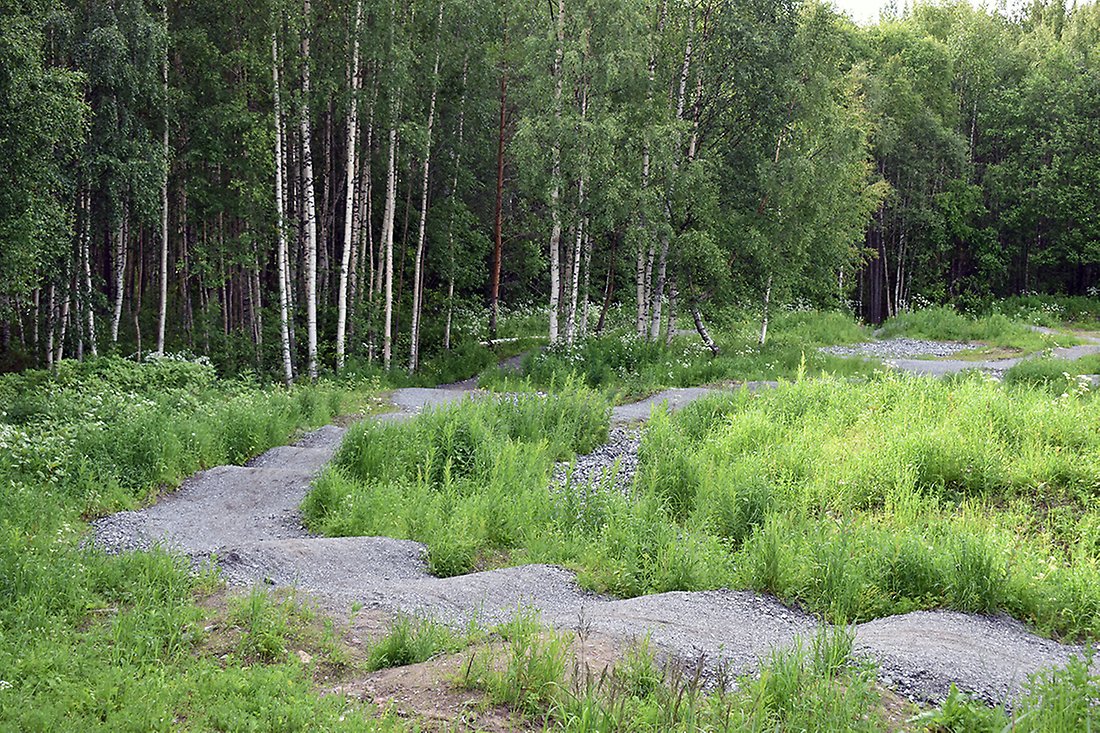 Cykelslingan har gupp och slingrar sig i skogen.