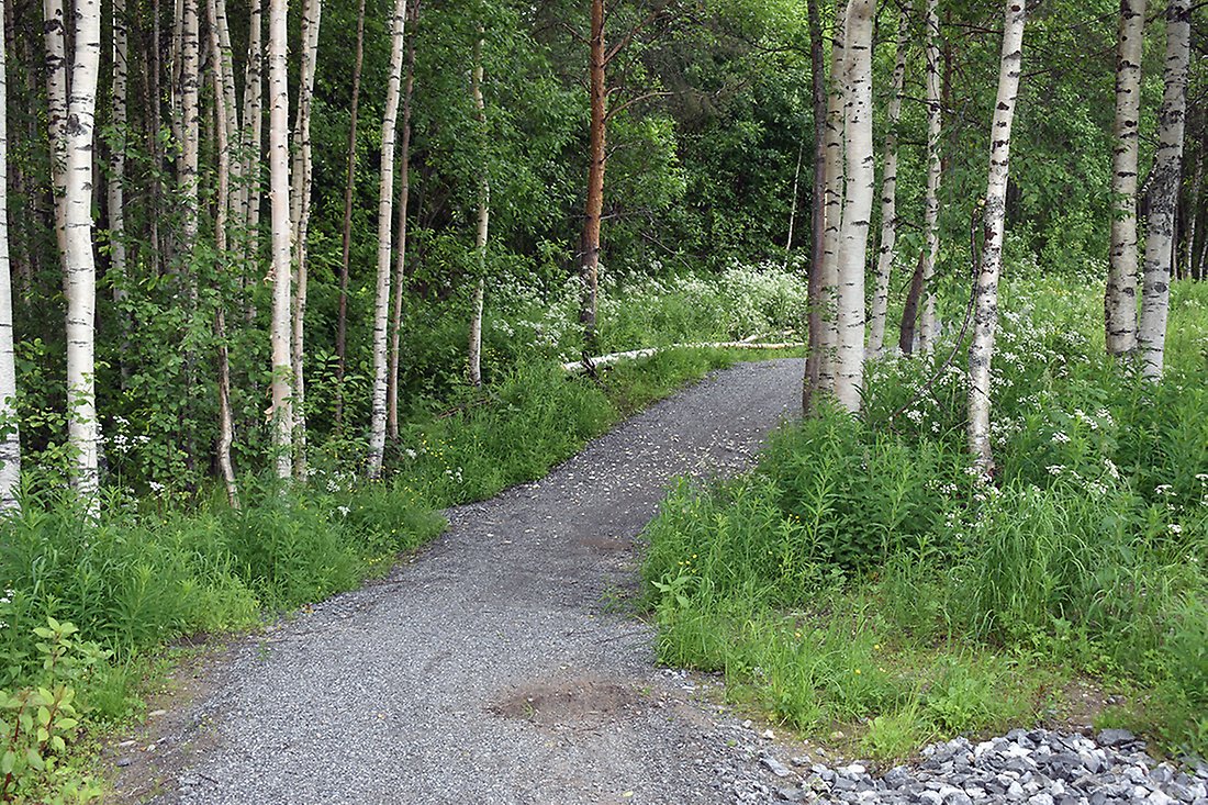 Cykelvägen går in i skogen och slingrar sig fram