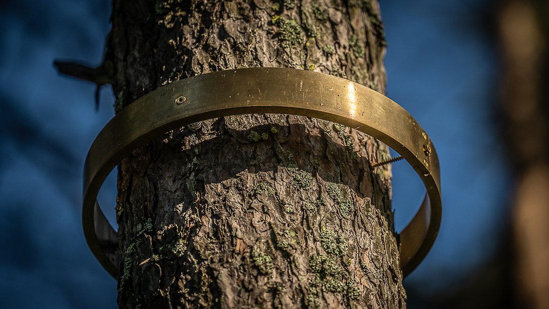Háldijorbadas, Skyddsandens cirkel, består av mässingsringar uppsatta runt trädstammar. Här i närbild.