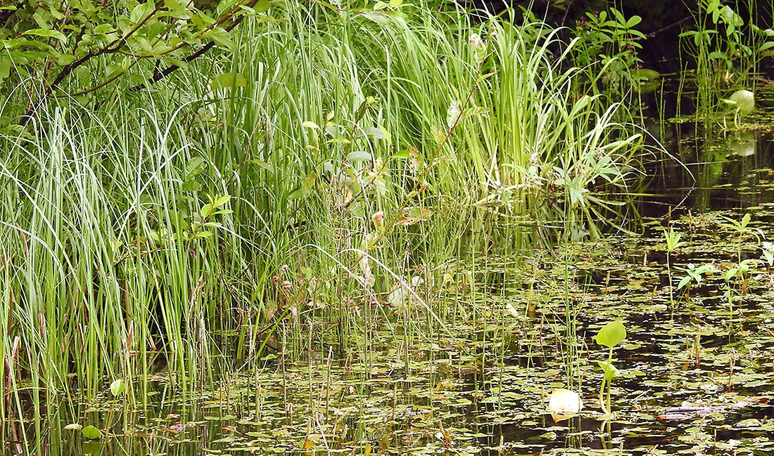 I dammen växer det näckrosor och vackert gräs
