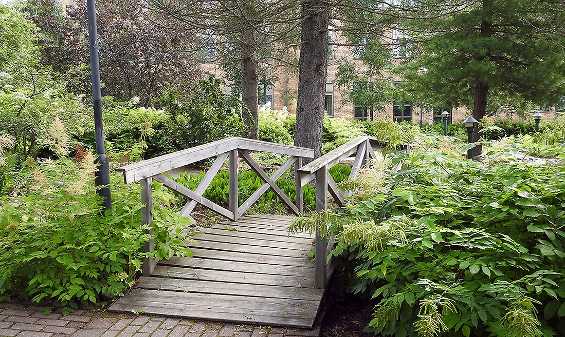 En träbro mellan parkens olika delar med tät grönska omkring