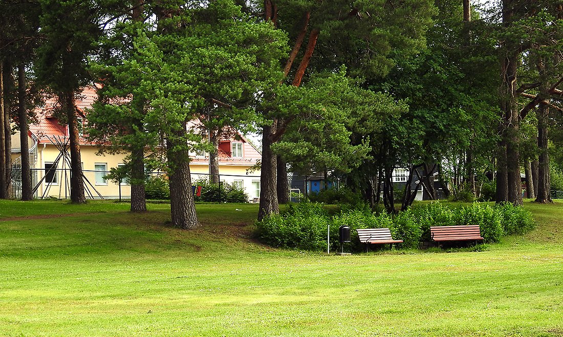 Två parkbänkar står nedanför mäktiga tallar med grön gräsmatta framför