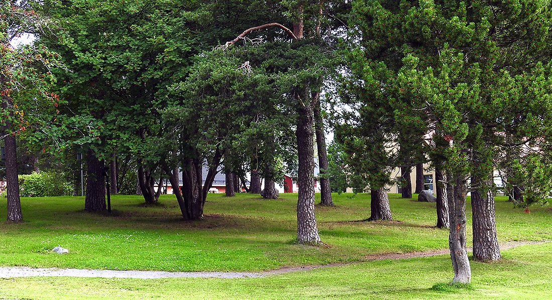 Tallstammar med gräsmatta och gångstigar mellan träden