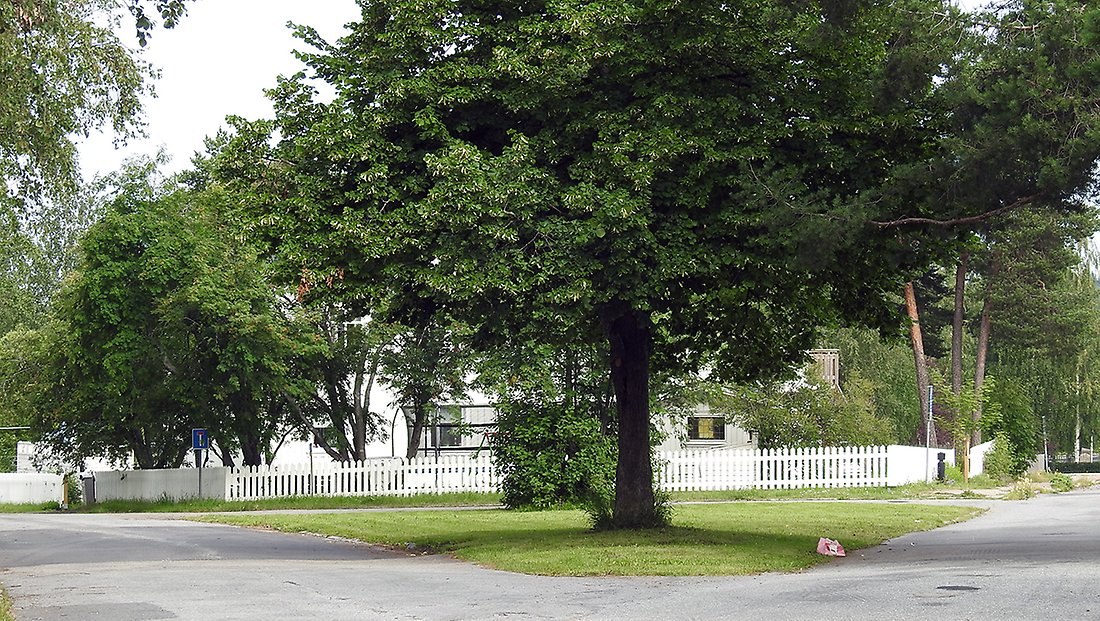 En gammal stor lind står på en liten parkyta mellan gatorna