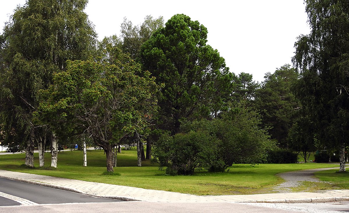 Ingång till Cederparken från vägen. Gräsytor och stora träd.