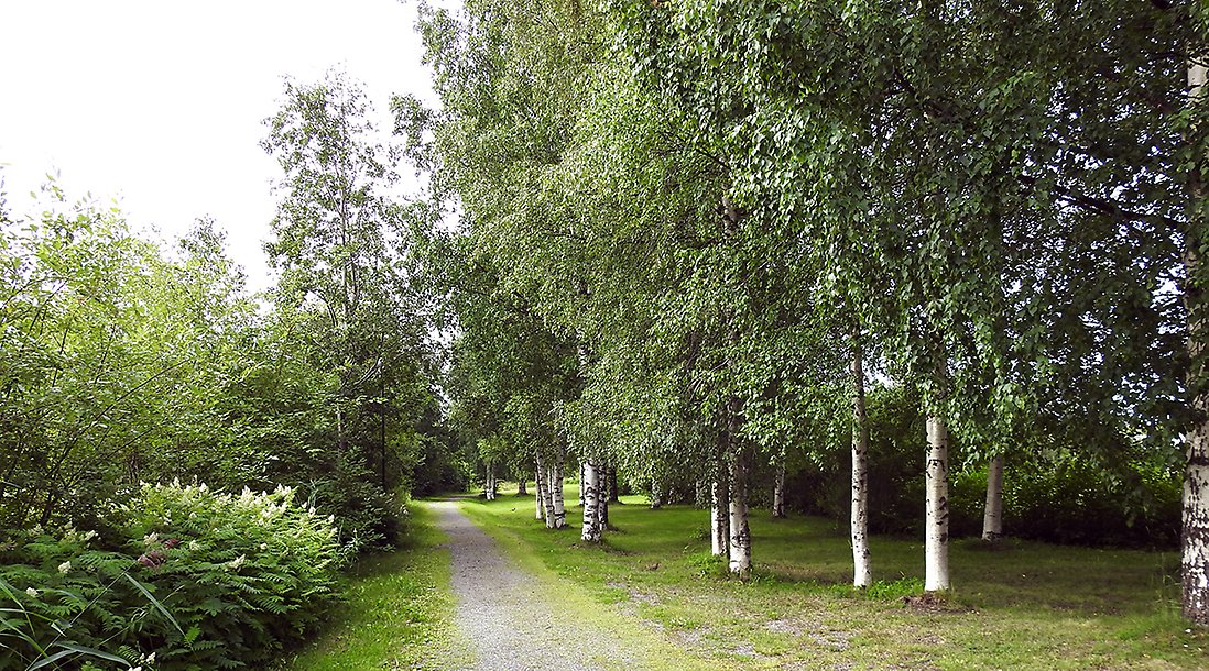 Gång- och cykelväg till Sundsparken med stora björkar till höger och vass mot Skurholmsfjärden till vänster