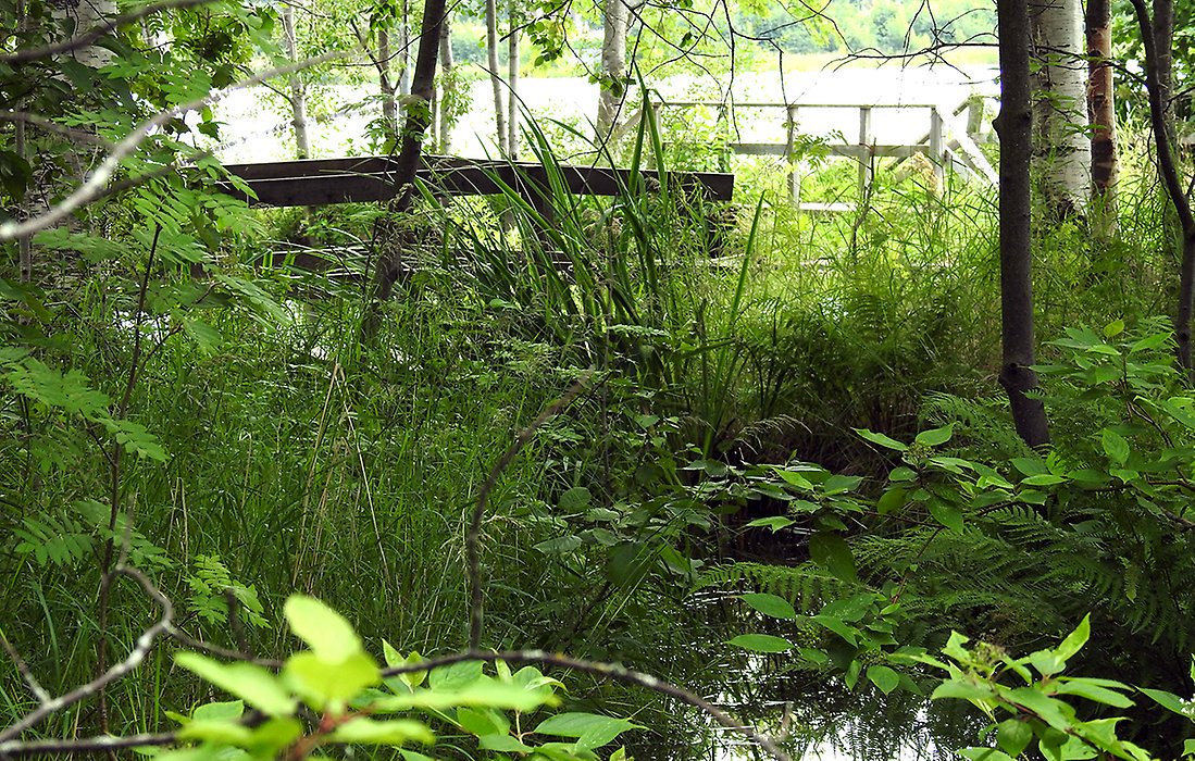 Bild inne i skogen vid dammen, lummigt och med små broar