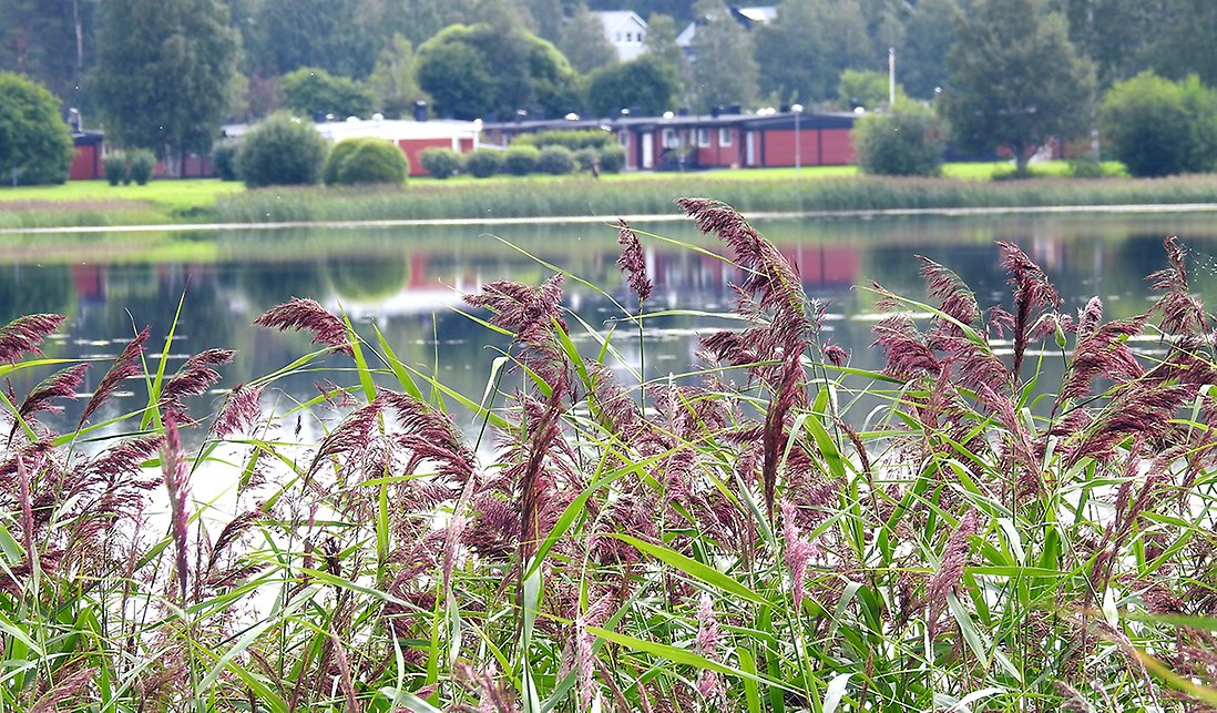 Vackert gräs i strandkanten med utsikt över Skurholmsfjärden. I bakgrunden skymtar Skyrholmen.